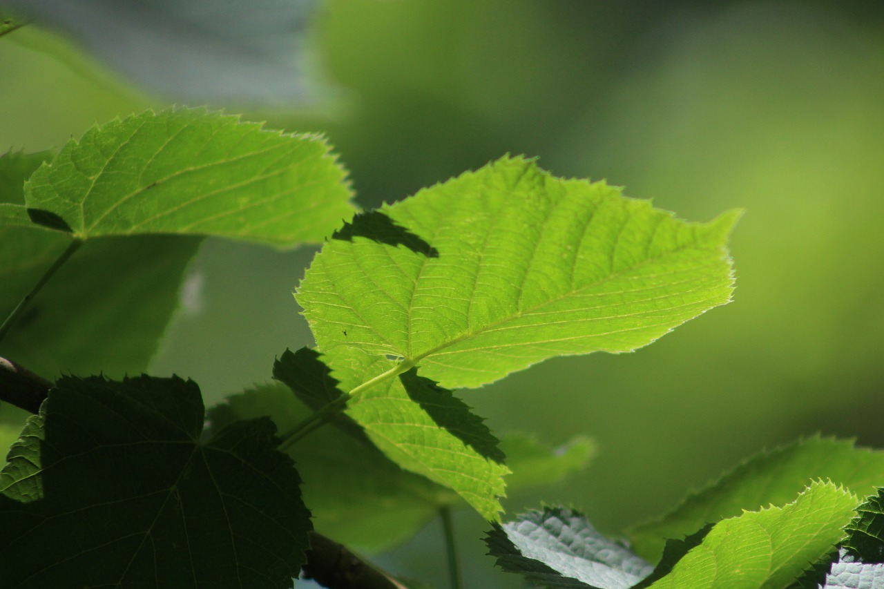 green  leaf  garden free photo