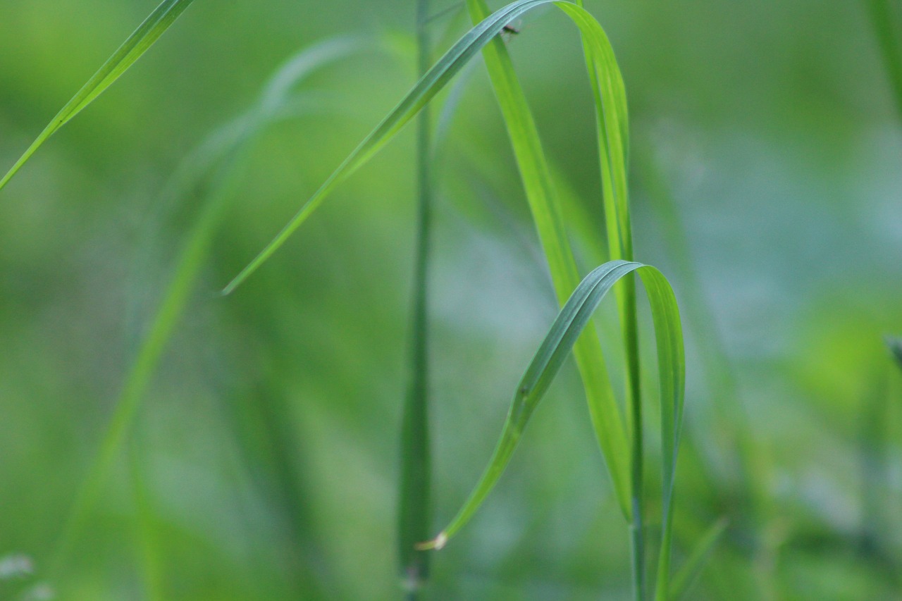 green  leaf  garden free photo