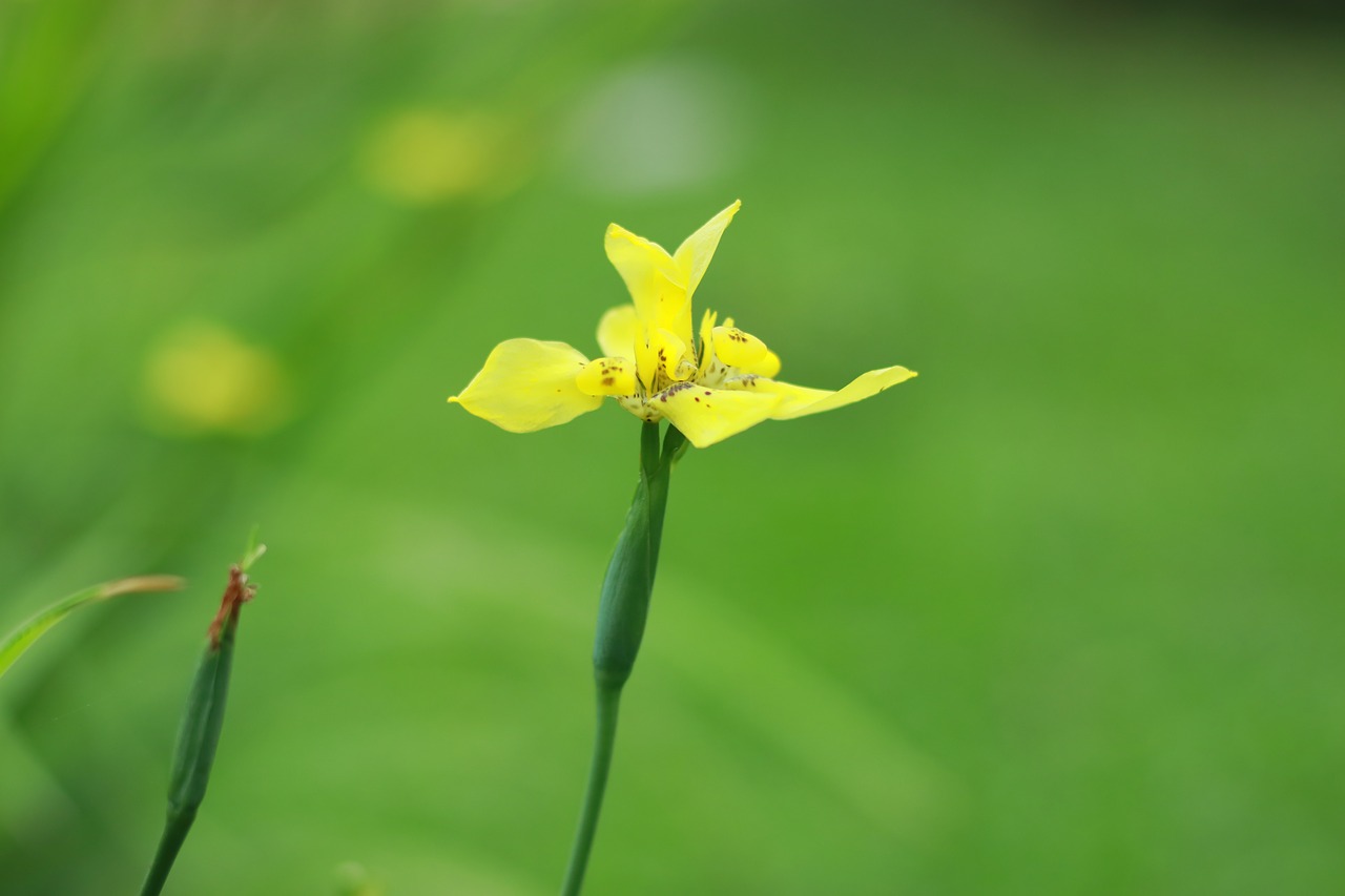 green  nature  bloom free photo