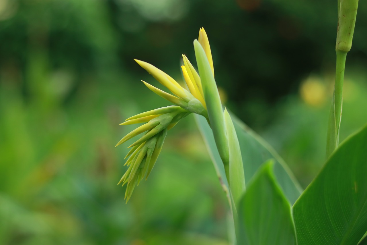 green  nature  flowers free photo