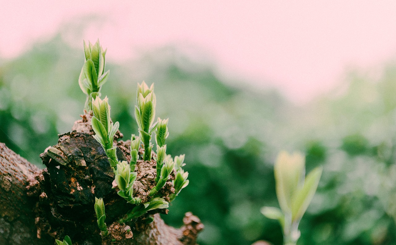 green  natural  forest free photo