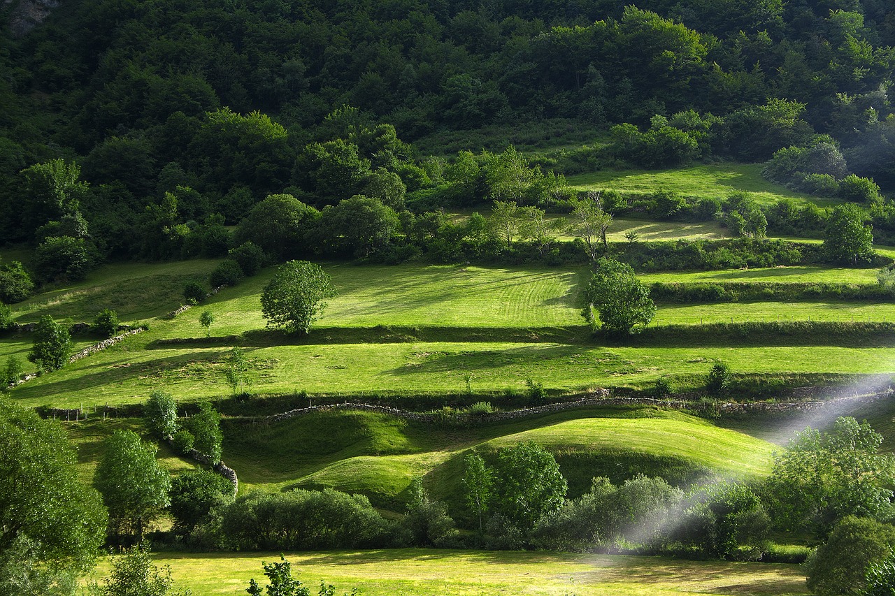 green  field  nature free photo