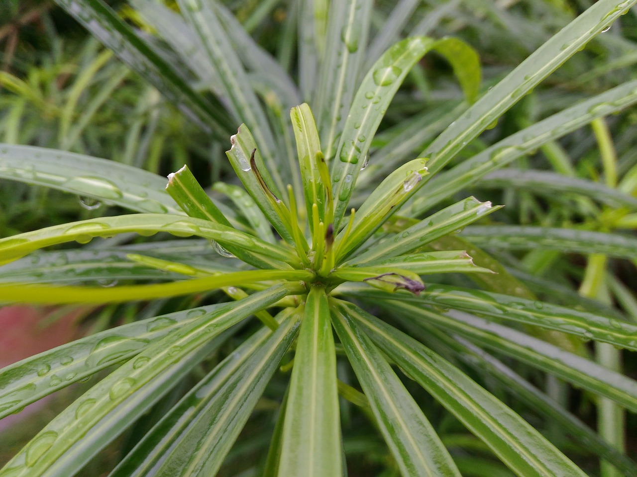 green  rain on leaves  rainy free photo