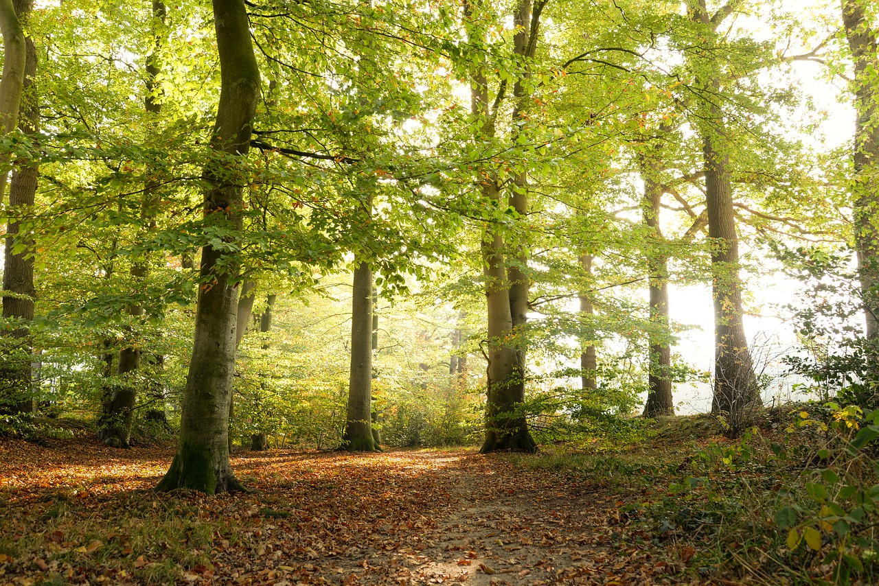 green  forest  autumn free photo