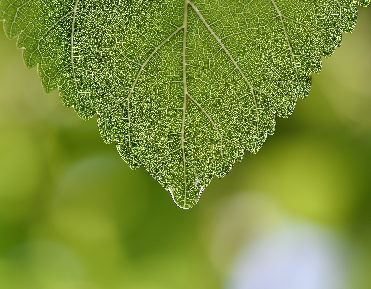 green  leaf  macro free photo