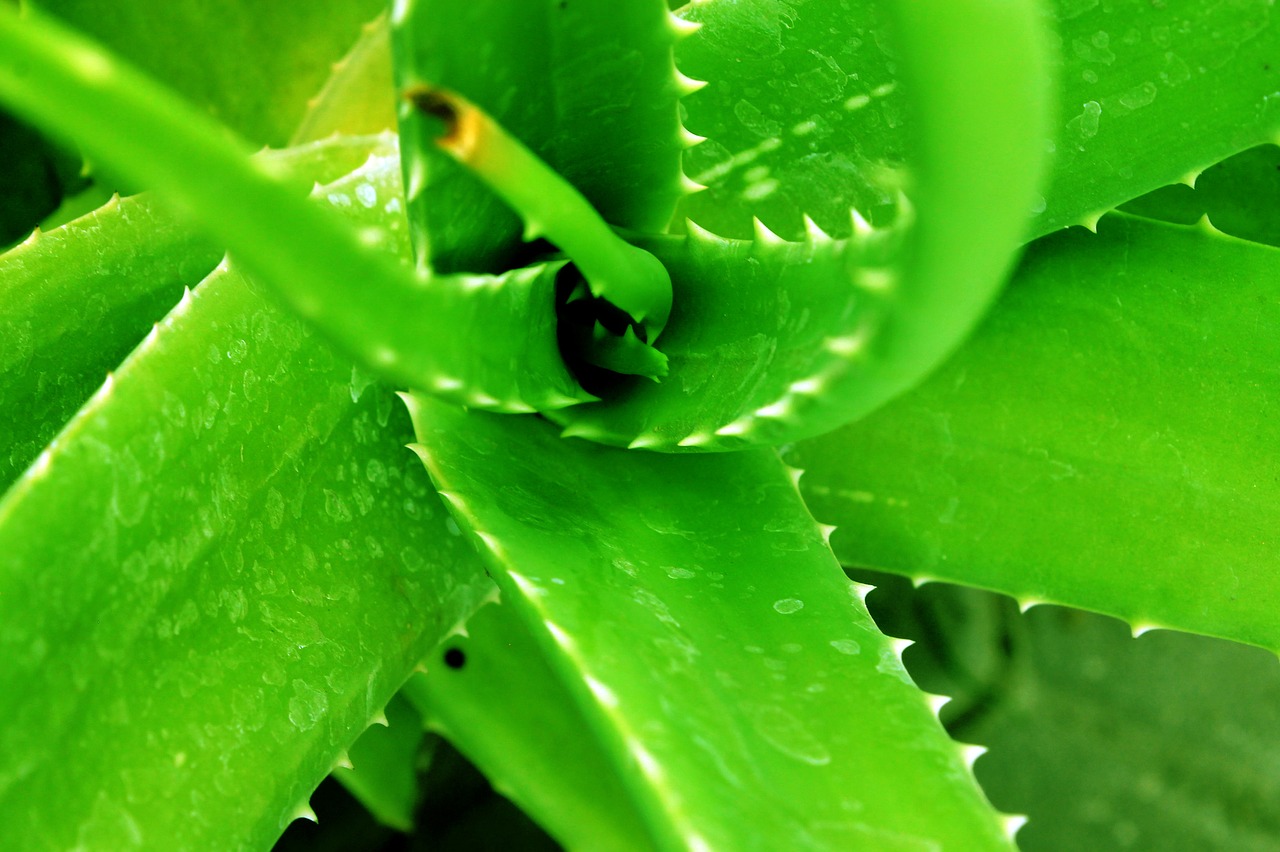 Green aloe. Aloe Vera. Алоэ зеленый.