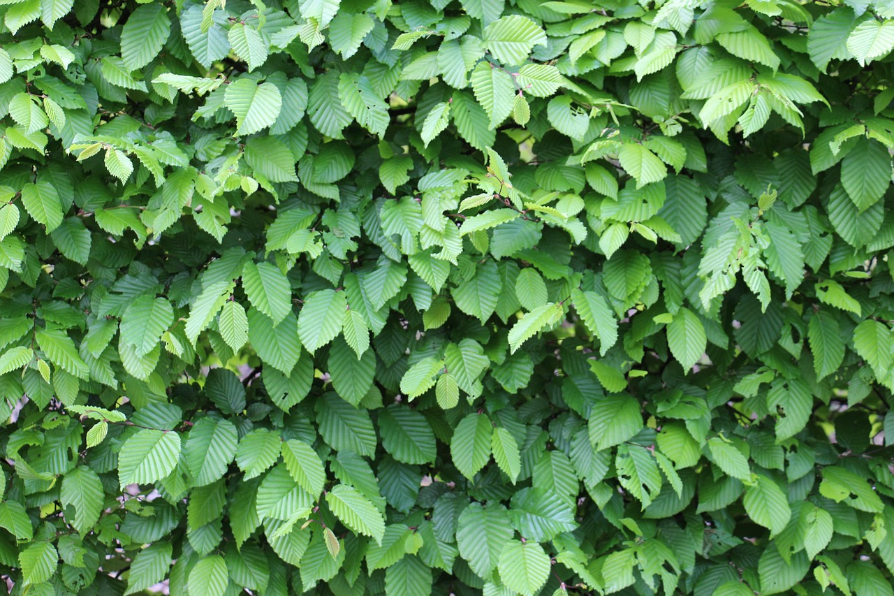 green leaves structure free photo