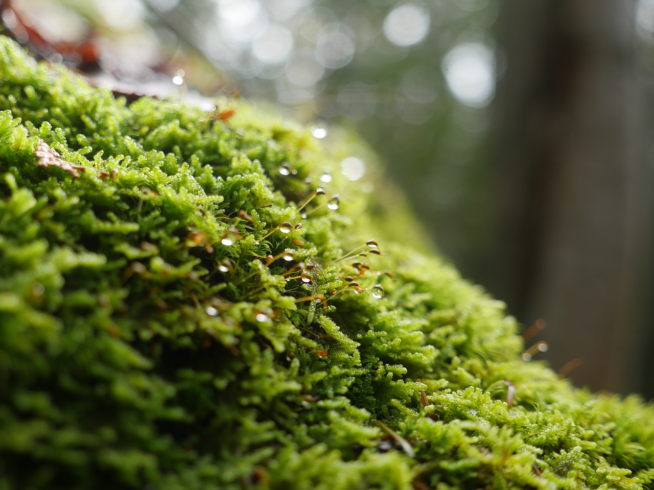 green  moss  forest free photo