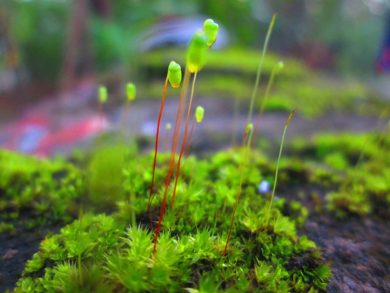 green  nature  flowers free photo