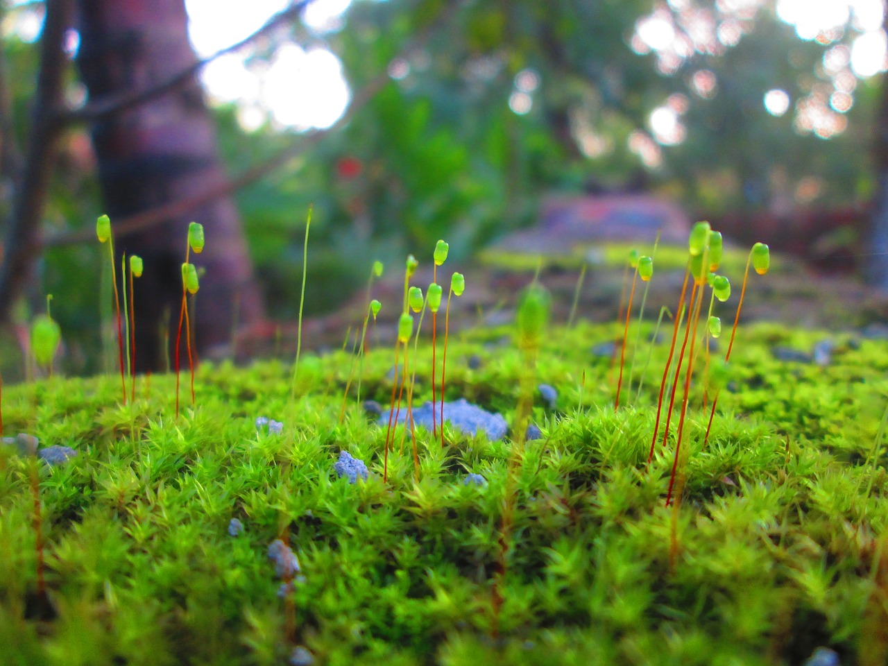 green  nature  flowers free photo