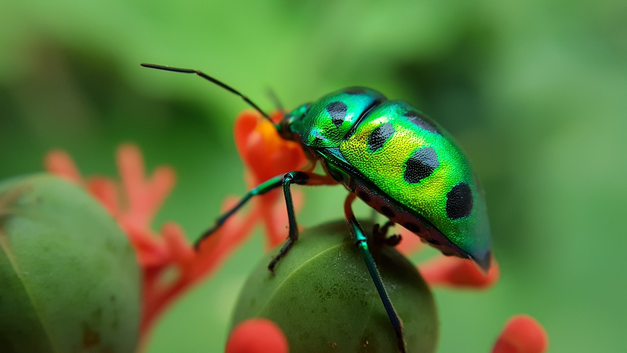 green  spits  beetle free photo