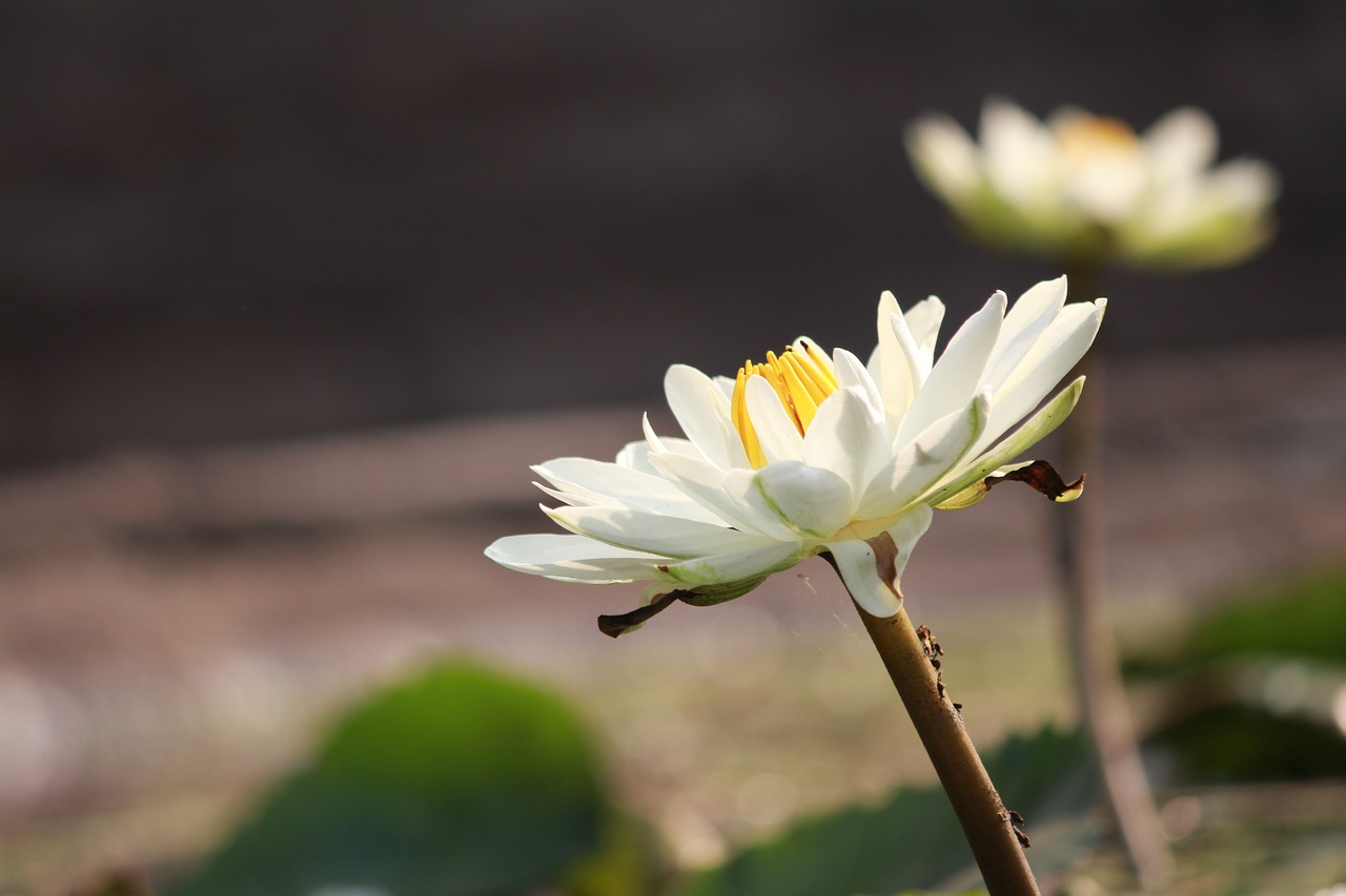 green  flowers  nature free photo