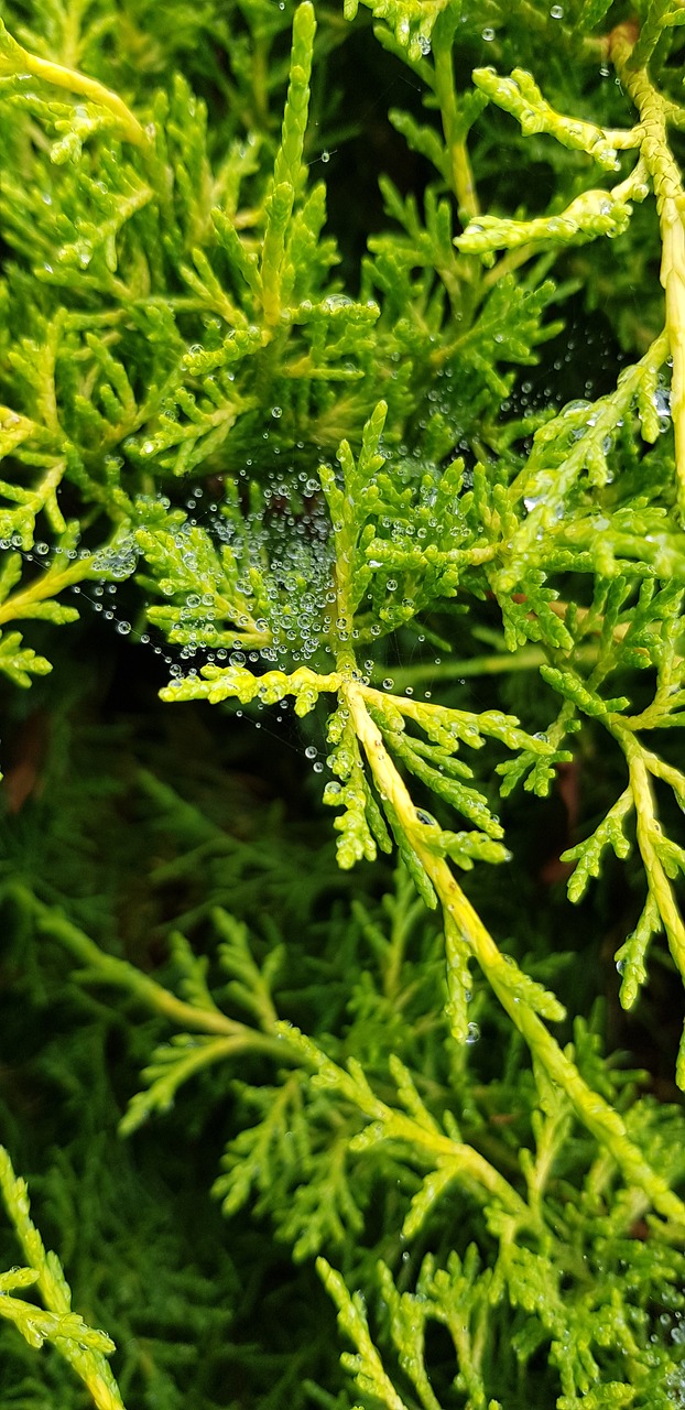 green  branches  nature free photo