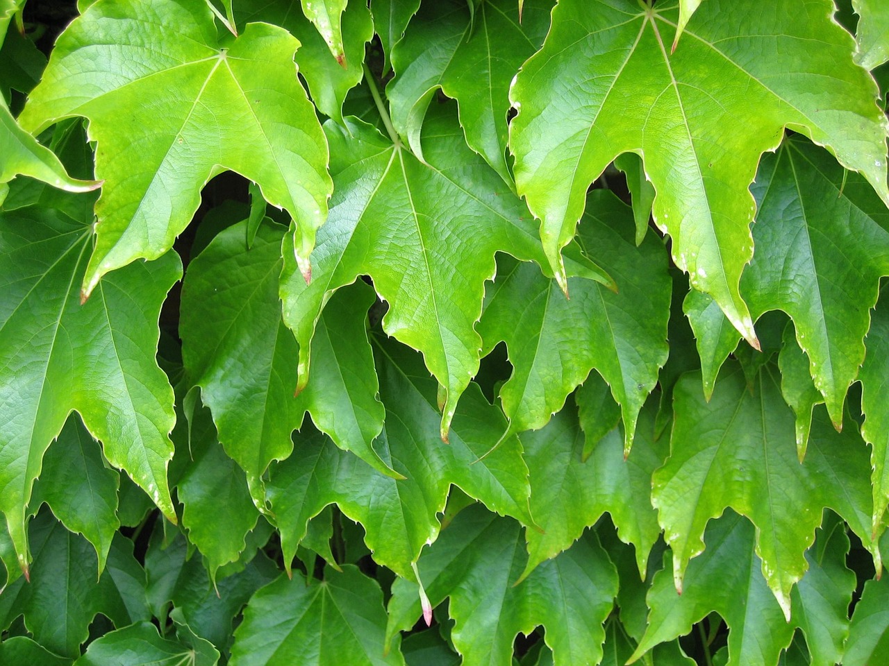 green plant leaves free photo