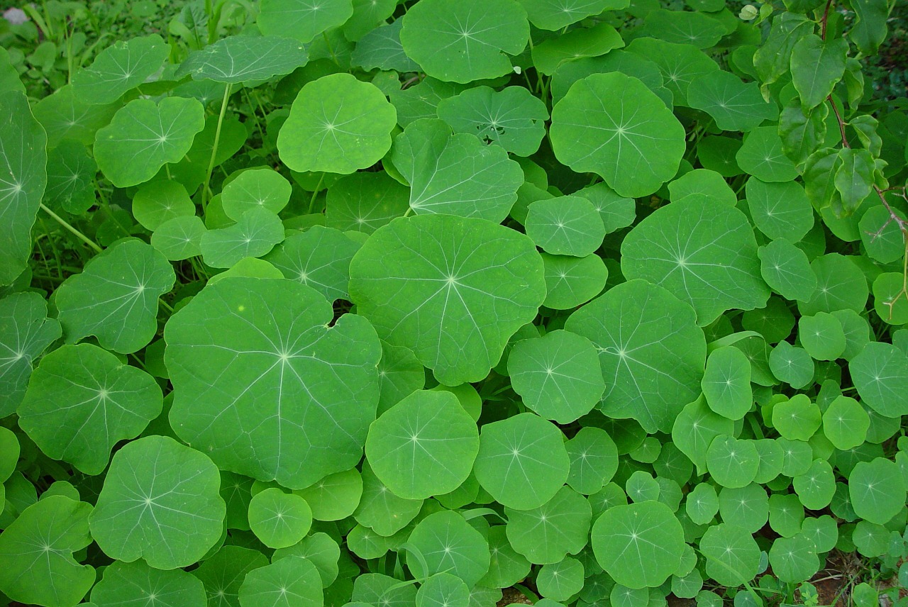 green nasturtiums leaves free photo