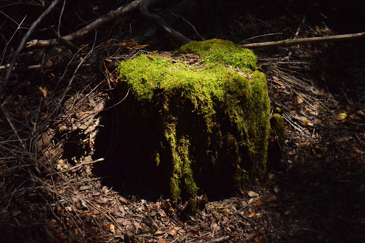 Out of a forest. Темный мох.