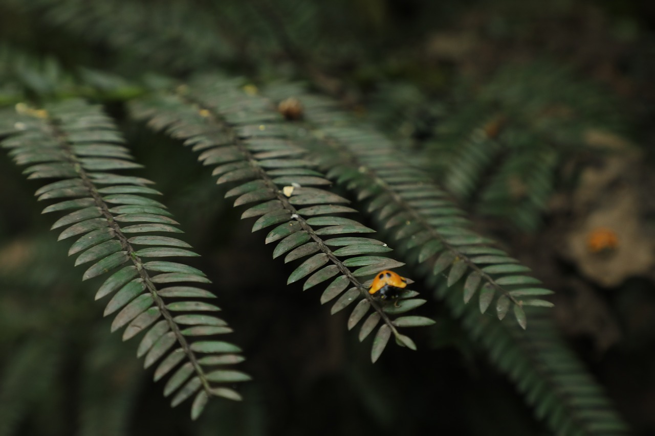 green  nature  ladybug free photo