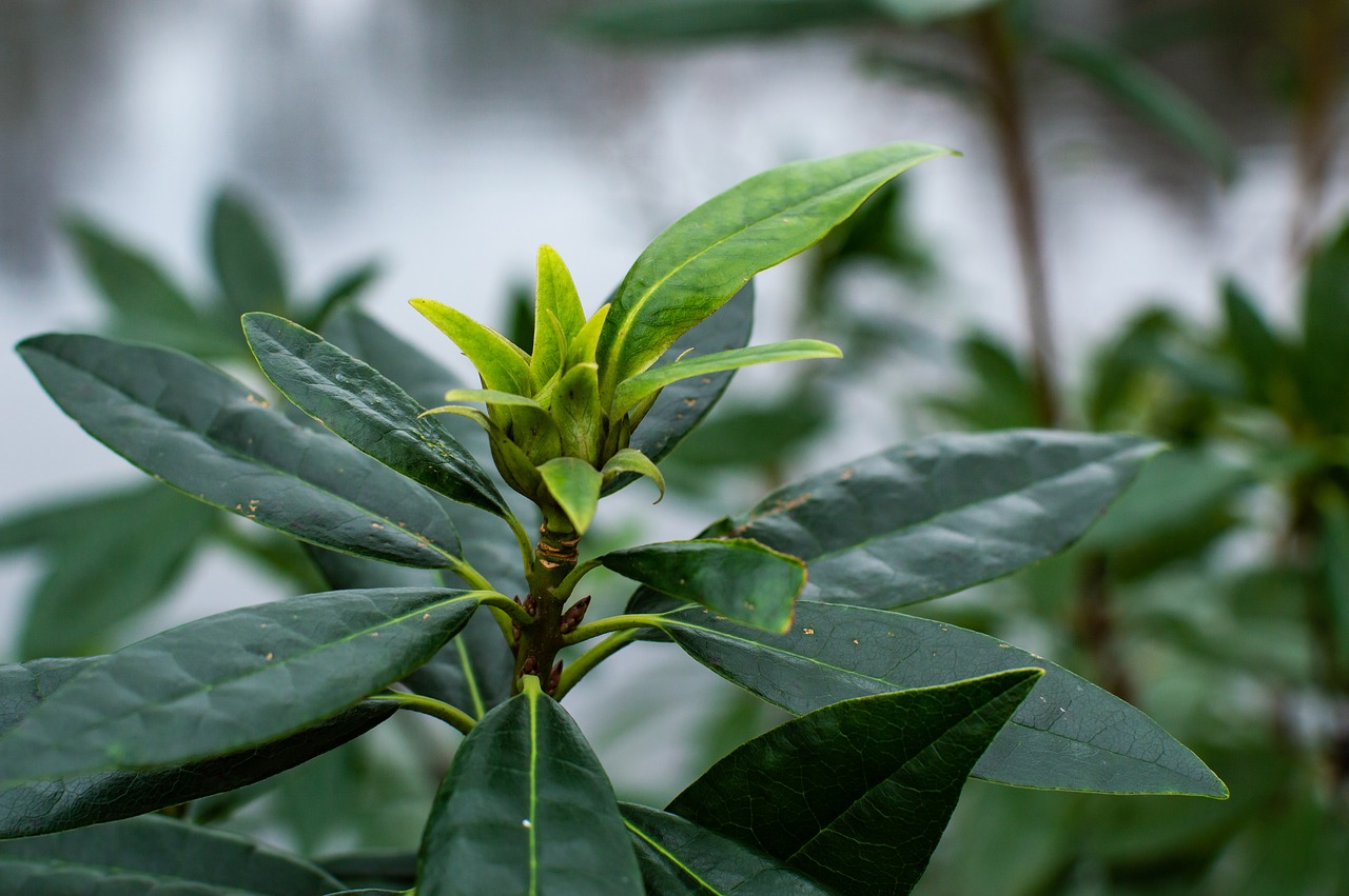 green  plant  nature free photo