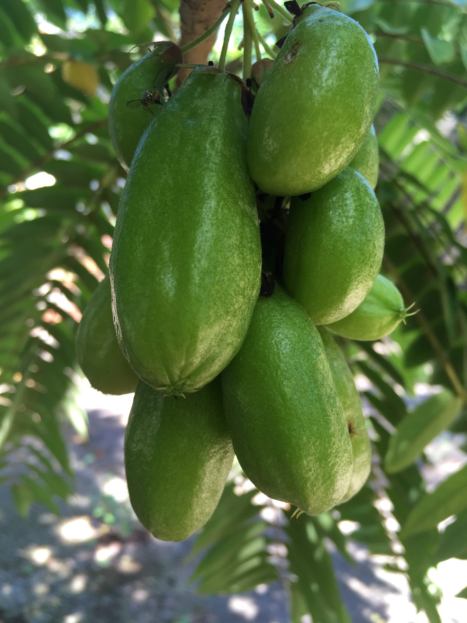 green  star fruit  o free photo