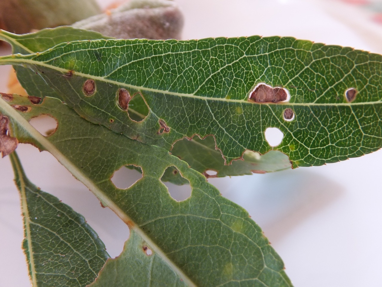 green leaf almond tree free photo