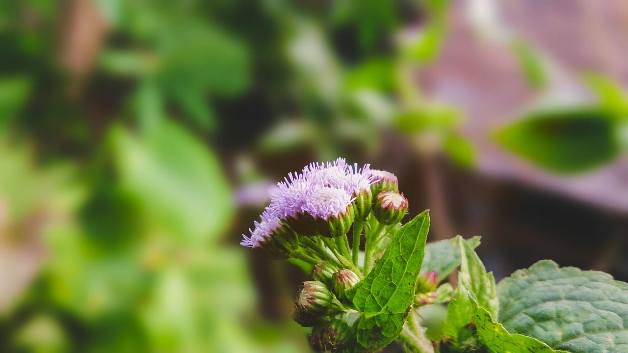 green  flower  natural free photo