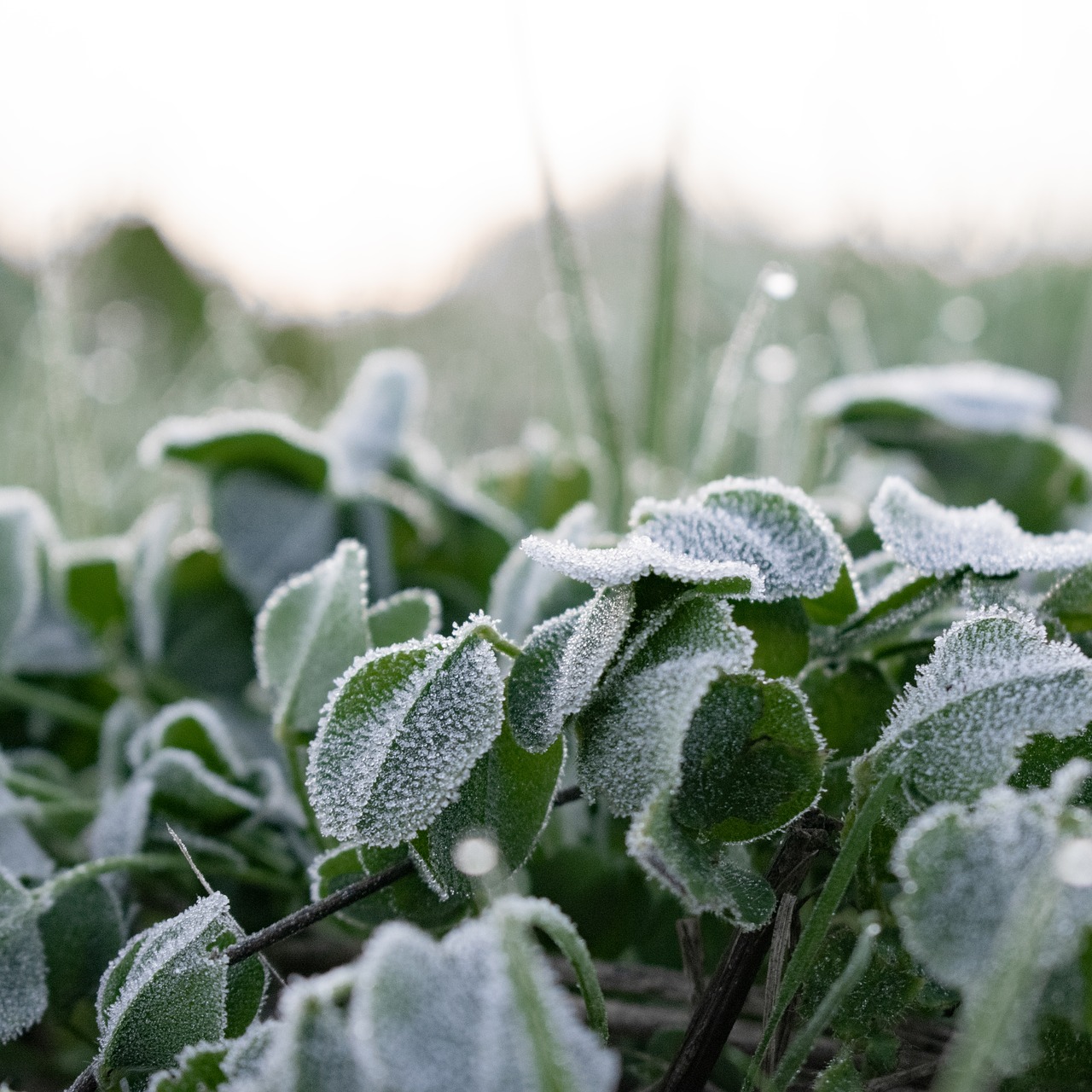 green  morning  frost free photo