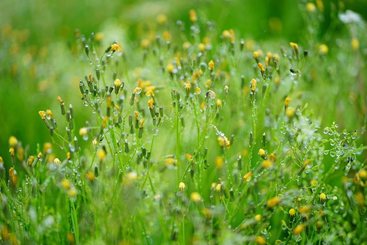 green  grass  nature free photo