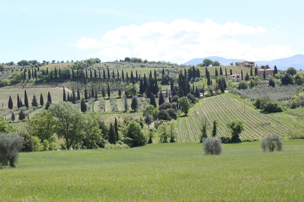 green tuscany trees free photo