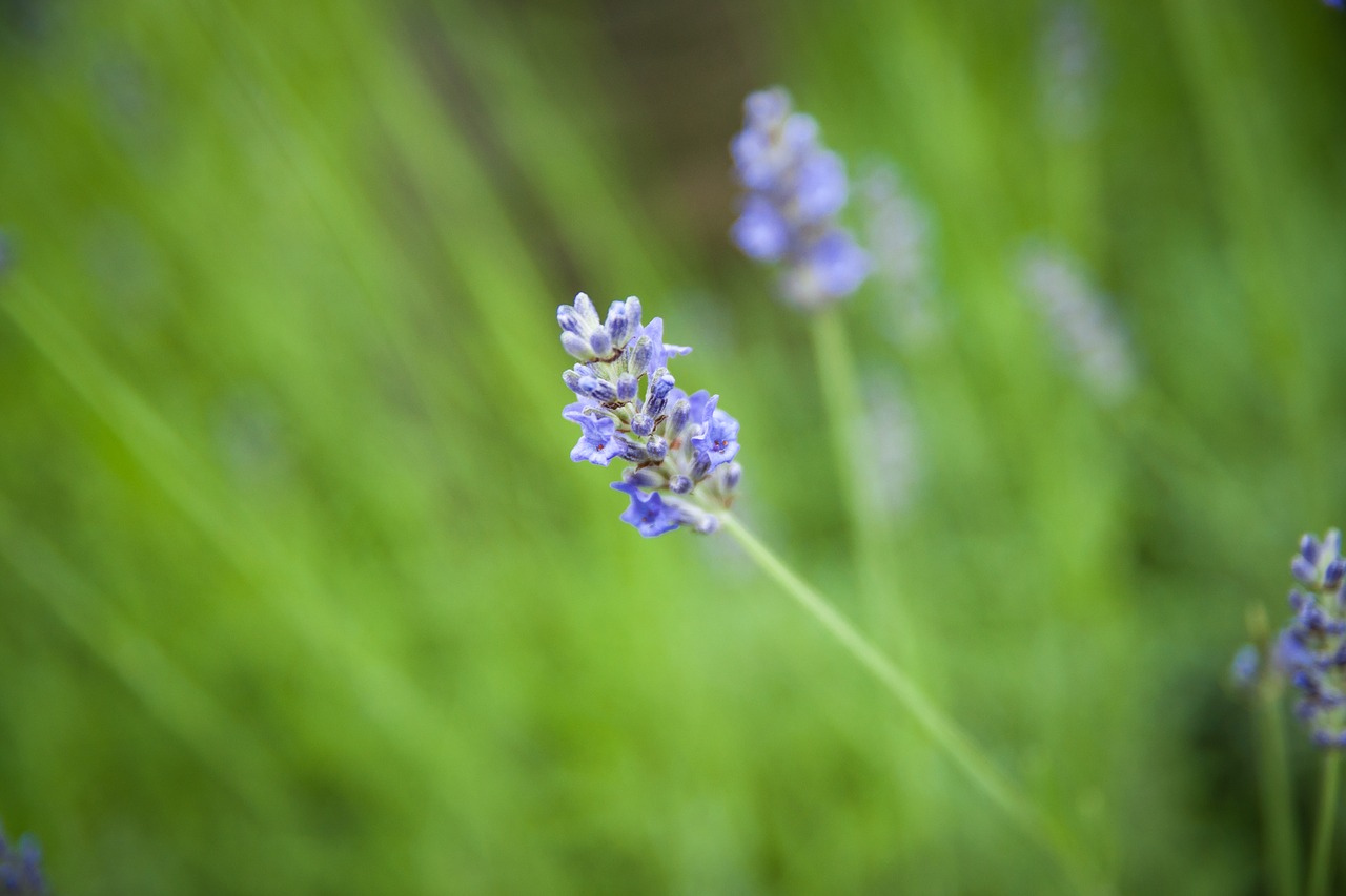 green  meadow  lavender free photo