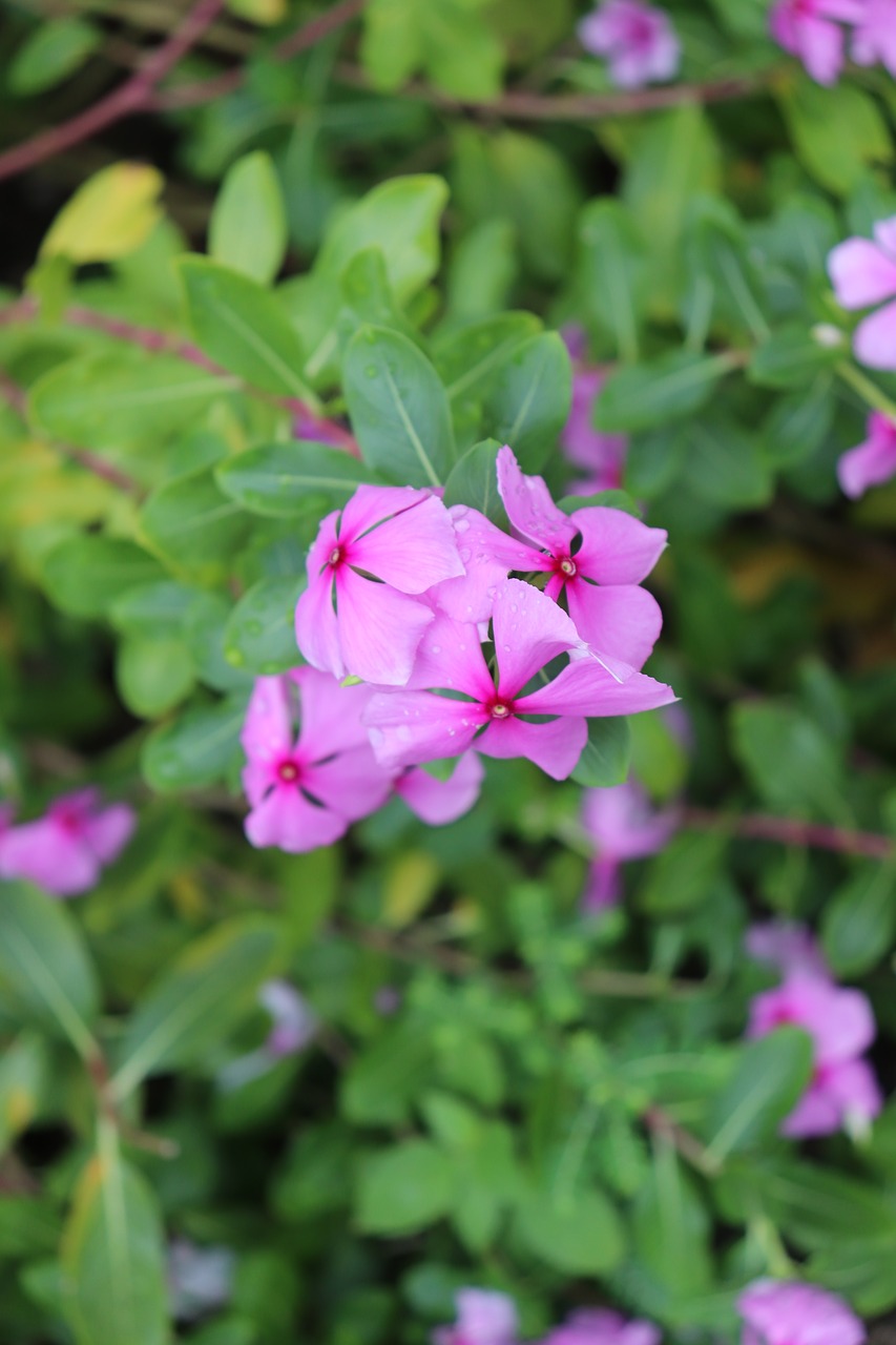 green  pink  flowers free photo