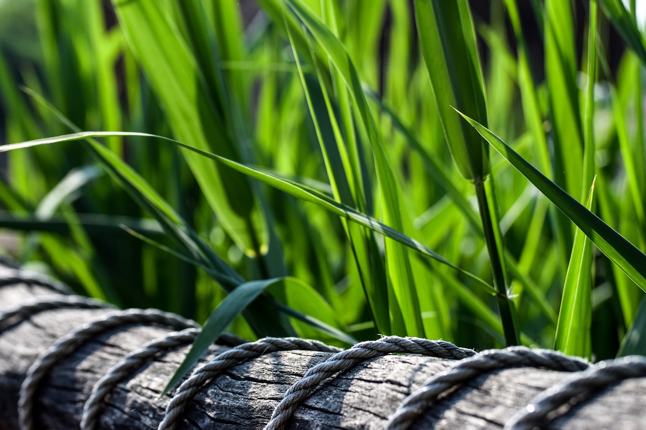 green  nature  wood free photo