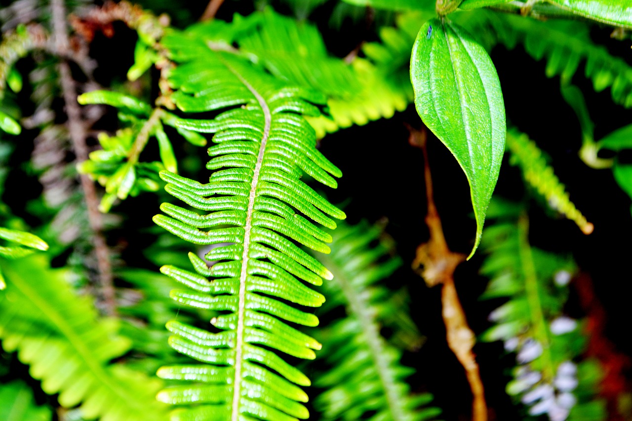 green  plants  nature free photo