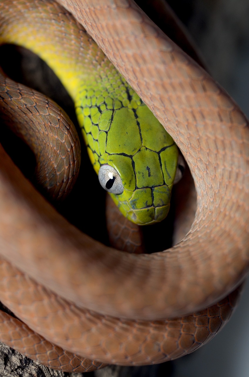 green  cat  snake free photo