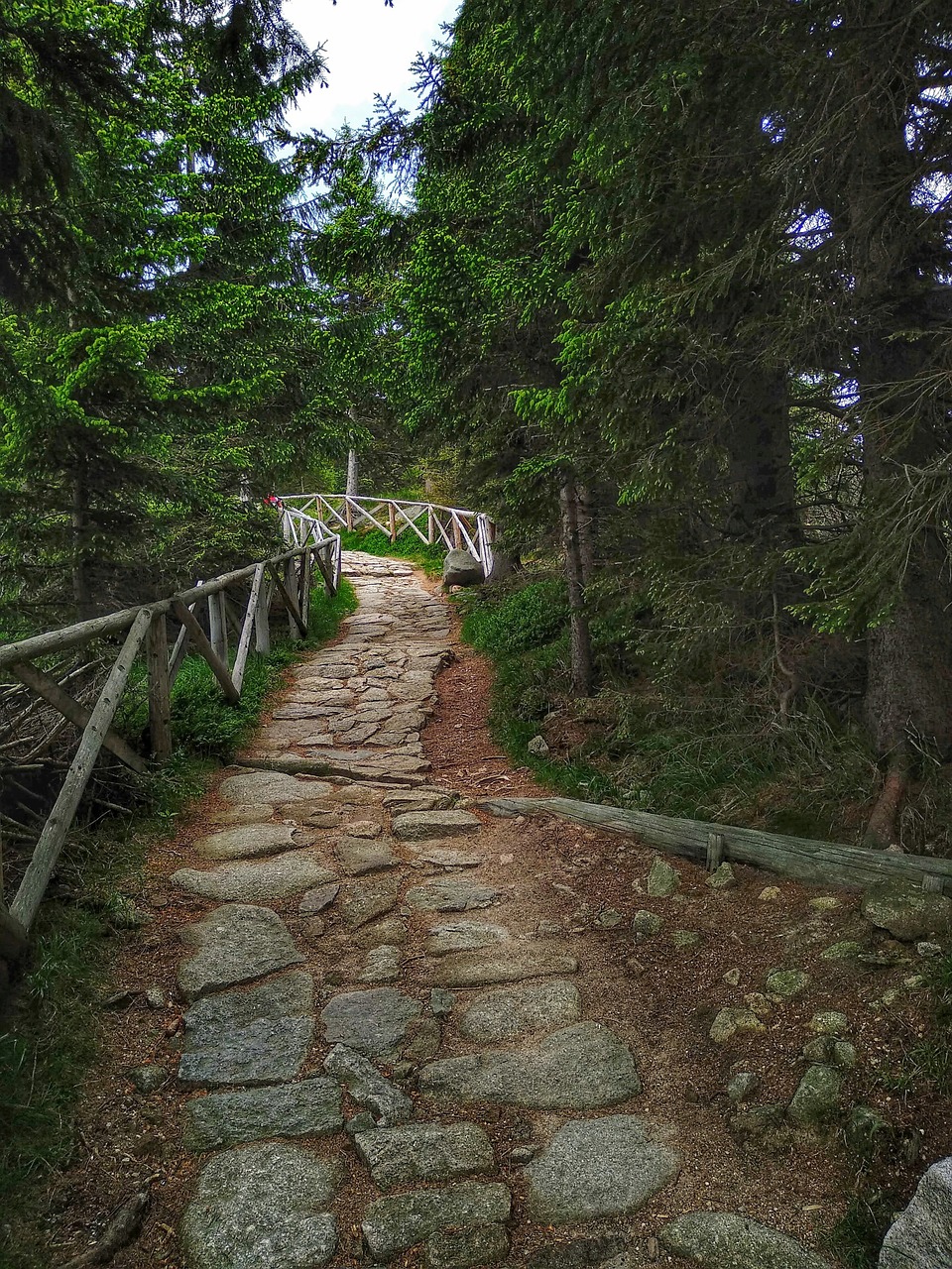 green  nature  the silence free photo