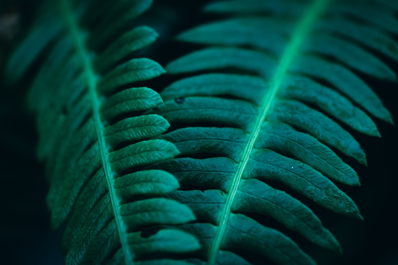 green  plants  mysterious free photo