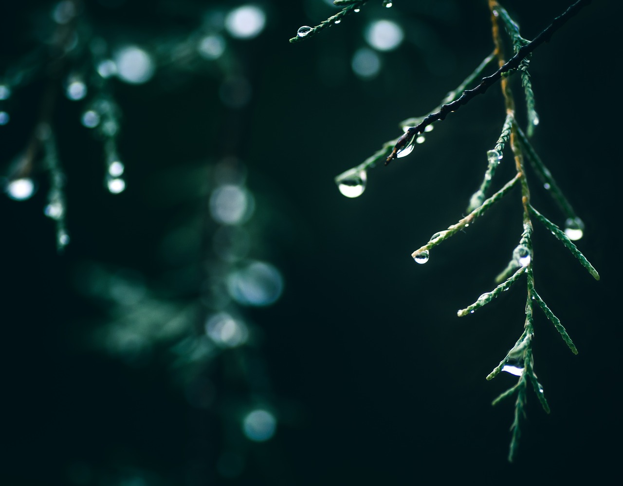 green  plants  mysterious free photo