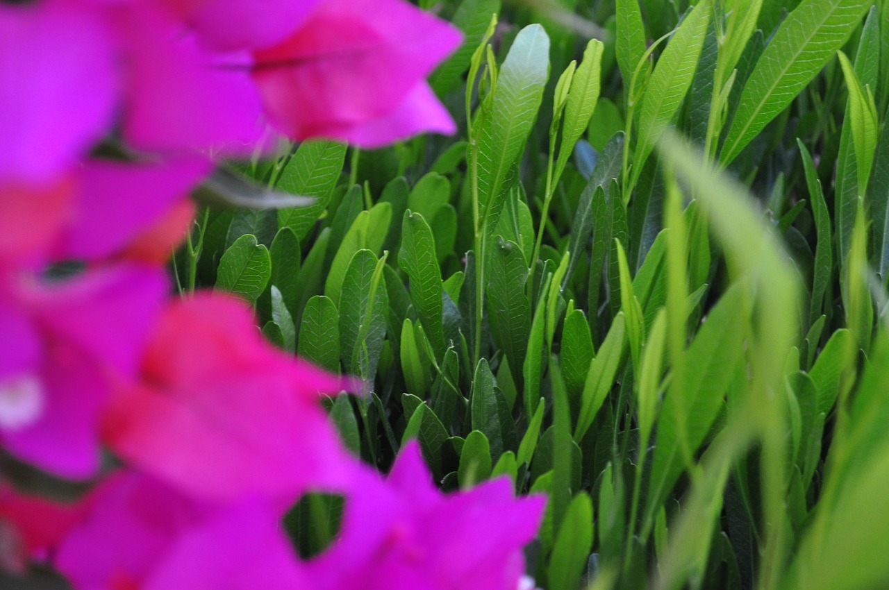 green  flower  nature free photo