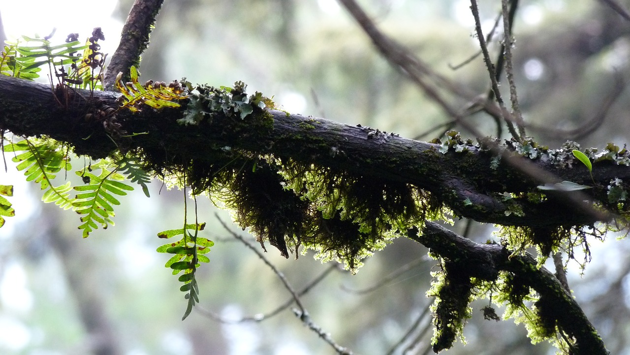 green  forest  landscape free photo