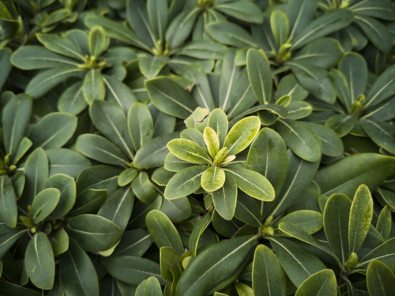 green  plant  flower free photo