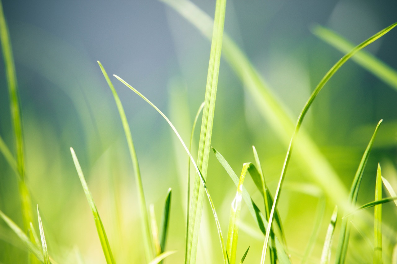 green  grass  nature free photo