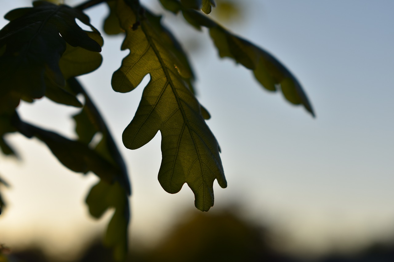 green  leaf  oak free photo