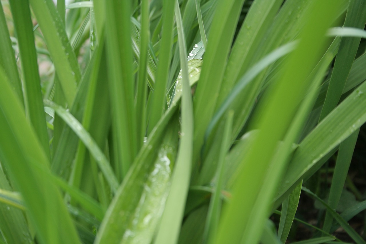 green  leaf  wet free photo