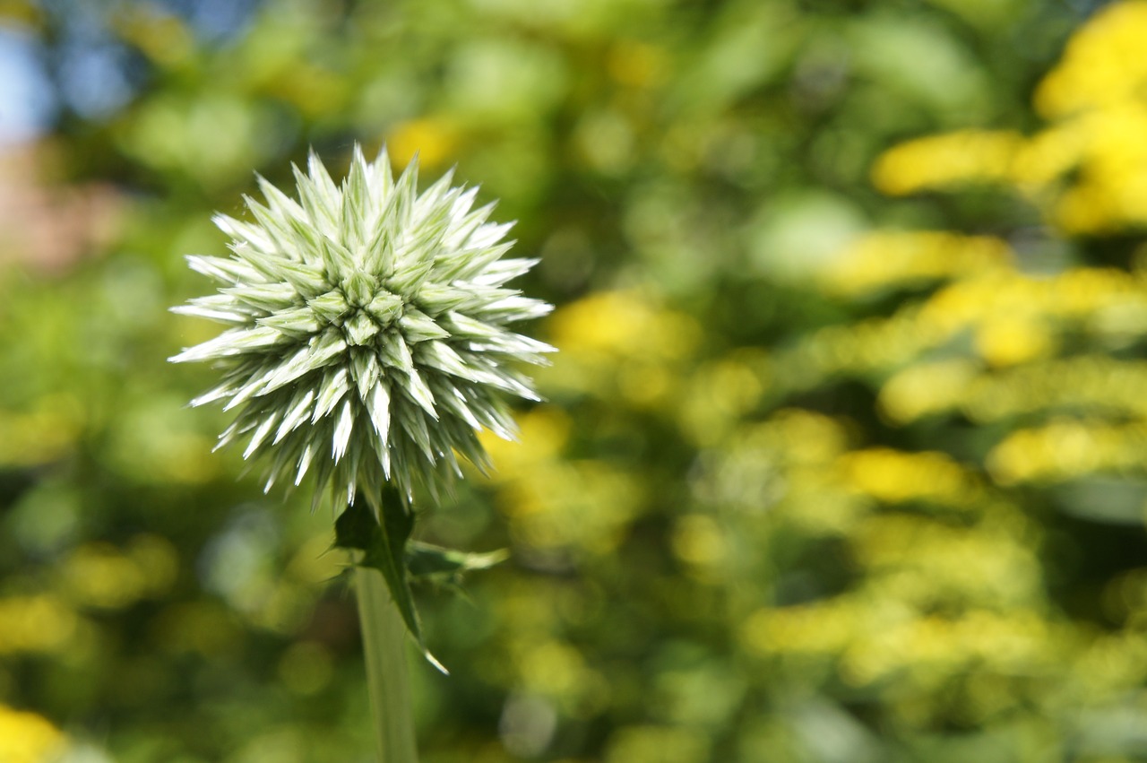 green  flower  blossom free photo