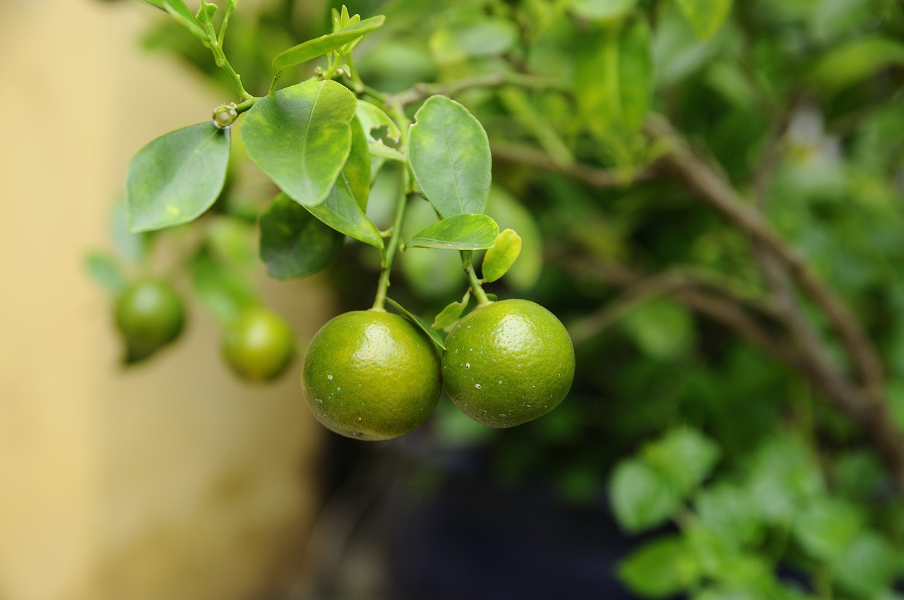 green  fruit  kumquat free photo