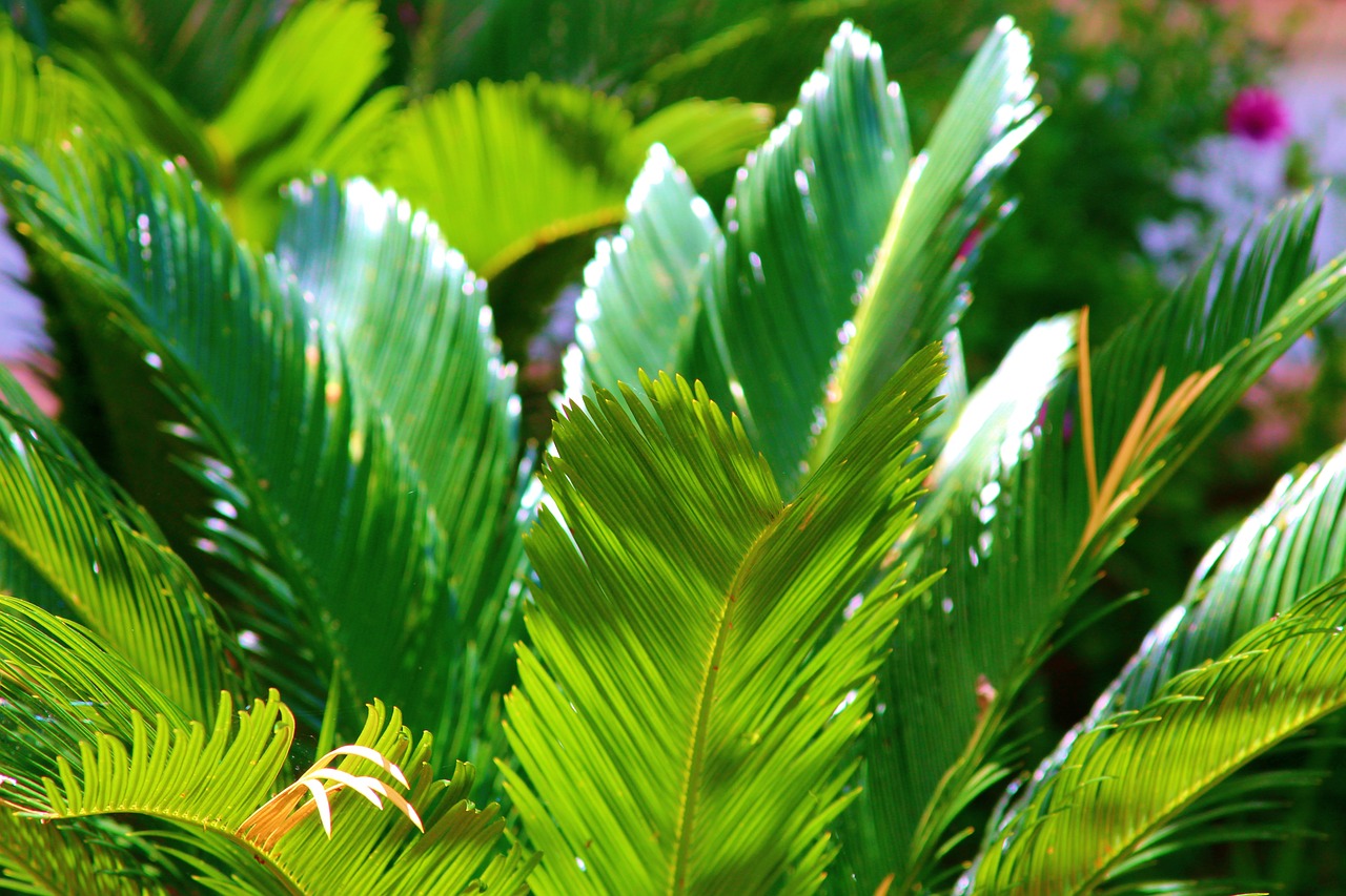 green  nature  forest free photo