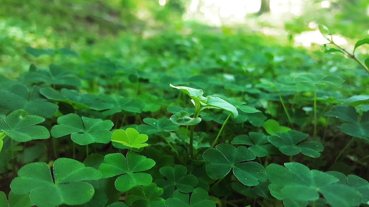 Green clover. Семилистный Клевер. Четырёх Лиственный Клевер. Пятилистный Клевер. Клевер-белоголовка.