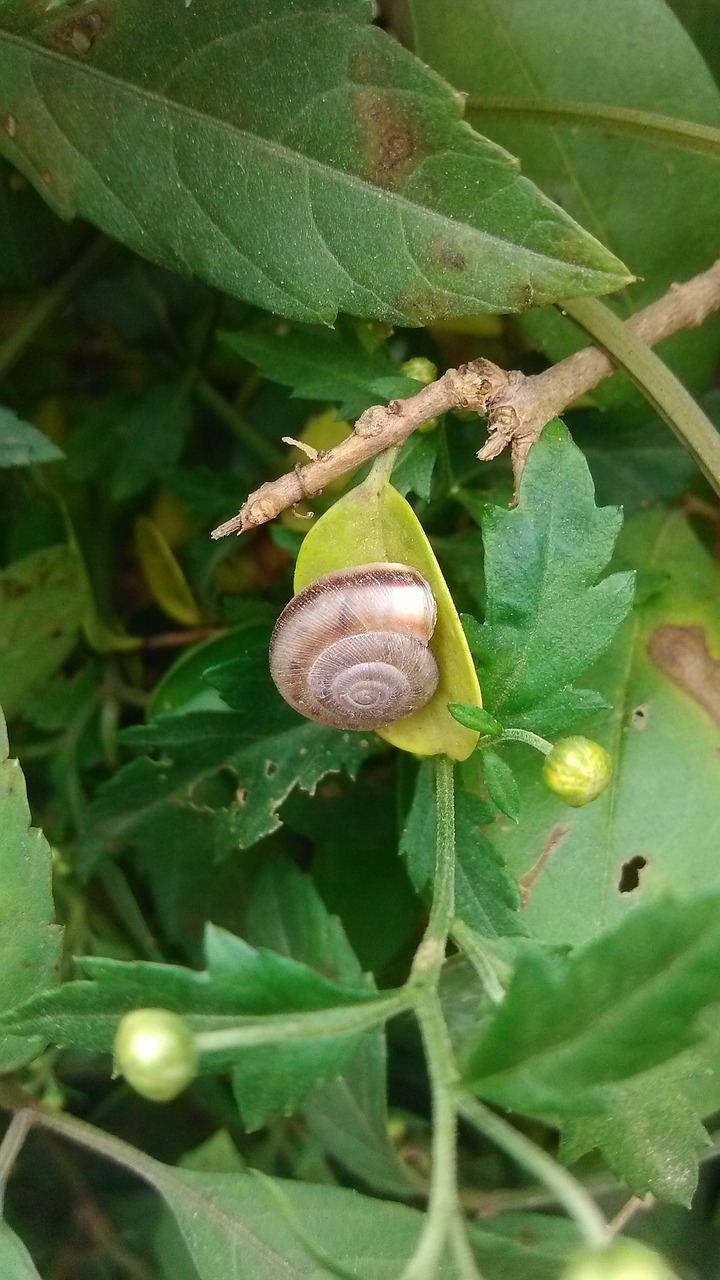 green  green leaf  snails free photo