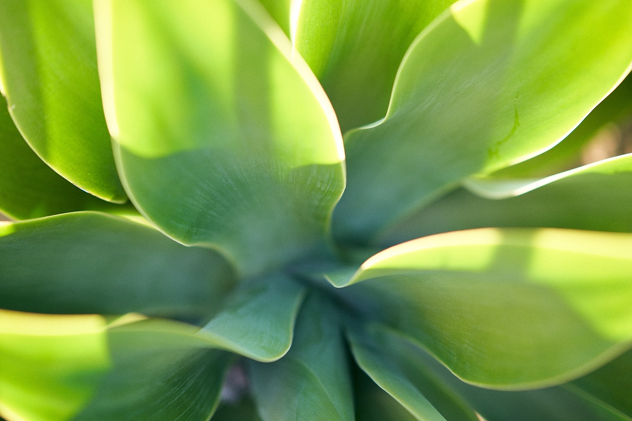 green  leaves  plant free photo