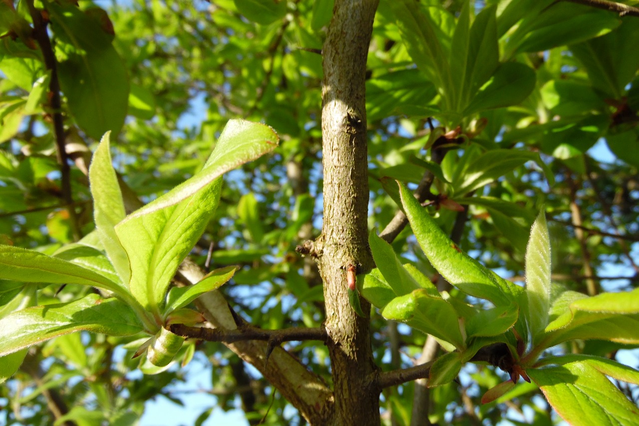 green  leaf  branch free photo