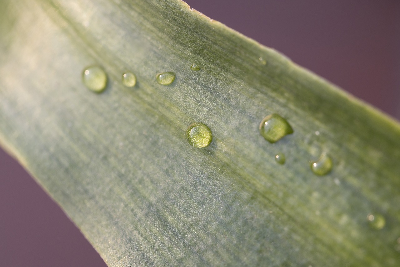 green  leaf  leaves free photo